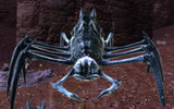 Earthmound_spider